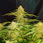 mint-jelly-auto-fem-humboldt-seed-company.jpg
