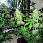 10th-planet-r1-fem-ethos-genetics.jpg