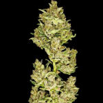 frostbanger-auto-f3-fem-fastbuds.jpg
