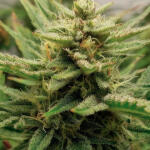 frostbanger-auto-f3-fem-fastbuds.jpg