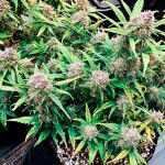 gorilla-cookies-auto-fem-fastbuds.jpg