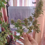 white-widow-auto-fem-Semyanich.jpg