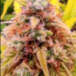 -speed-auto-fem-sweet-seeds.jpg