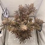 blueberry-muffin-fem-humboldt-seed-company.jpg