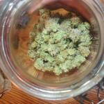 dossidos-cookies-autoflower-fem-easy-grow-seeds.jpg