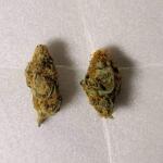 dossidos-cookies-autoflower-fem-easy-grow-seeds.jpg