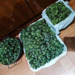 dozy-doz-fem-alphafem-seeds.jpg