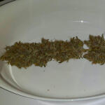 orange-sherbet-auto-fem-fastbuds.jpg