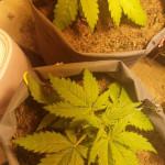2-fast-2-vast-auto-fem-heavyweight-seeds.jpg