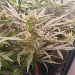 gorilla-cookies-auto-fem-fastbuds.jpg