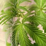 miracle-alien-cookies-mac-fem-7ch-american.jpg