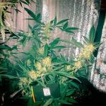 sexy-cinderella-auto-fem-Semyanich.jpg
