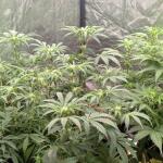 special-tangie-auto-fem-Semyanich.jpg