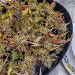 dossidos-cookies-autoflower-fem-easy-grow-seeds.jpg