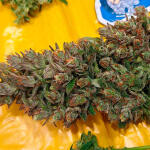 gorilla-cookies-auto-fem-fastbuds.jpg