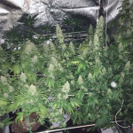 grandaddy-purple-fem-blimburn-seeds.jpg