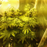 blue-widow-dinafem-seeds.jpg