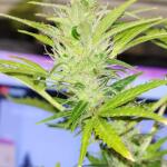 cbd-green-crack-auto-fem-Semyanich.jpg