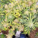dossidos-cookies-autoflower-fem-easy-grow-seeds.jpg