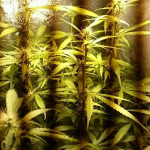 northern-lights-automatic-nirvana-seeds.jpg