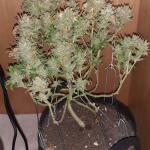 sticky-sherbert-gg-fem-seedkeepers.jpg