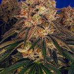 ddos-33-fem-herbies-seeds.jpg