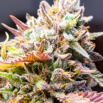 mimosa-x-orange-punch-fem-barneys-farm.jpg