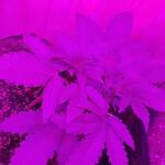 moonshine-cookies-auto-fem-7ch-american.jpg