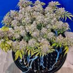 moonshine-cookies-auto-fem-7ch-american.jpg
