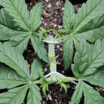 sweet-pure-cbd-fem-sweet-seeds.jpg