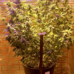 anubis-fem-pyramid-seeds.jpg