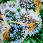 lemon-cherry-cookies-auto-fem-fastbuds.jpg