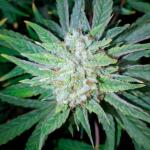 mint-jelly-auto-fem-humboldt-seed-company.jpg