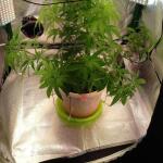 miracle-alien-cookies-mac-fem-7ch-american.jpg