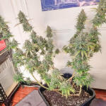 apple-betty-fem-herbies-seeds.jpg