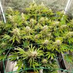 eleven-roses-early-version-fem-delicious-seeds.jpg