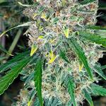 guava-auto-fem-fastbuds.jpg