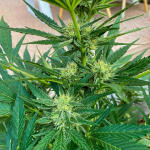 guava-auto-fem-fastbuds.jpg
