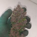 lemon-cherry-cookies-auto-fem-fastbuds.jpg