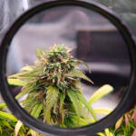 wedding-cake-auto-fem-Semyanich.jpg