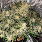 bruce-banner-auto-fem-Semyanich.jpg