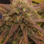 strawberry-gorilla-auto-fem-fastbuds.jpg
