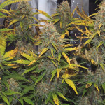 wedding-cheesecake-auto-fem-fastbuds.jpeg