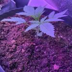 -speed-auto-fem-sweet-seeds.jpg
