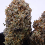 crescendo-rbx1-fem-ethos-genetics.jpg