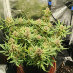 honey-peach-auto-cbd-fem-sweet-seeds.jpg
