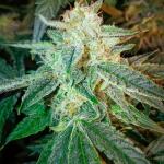mint-jelly-auto-fem-humboldt-seed-company.jpg