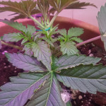 six-shooter-auto-fem-fastbuds.jpg