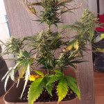 orange-apricot-glue-xl-auto-fem-sweet-seeds.jpg