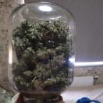 zookies-fem-7ch-american.jpg